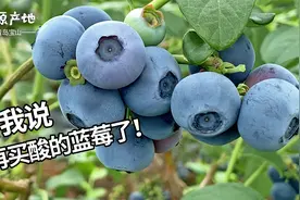 这两种蓝莓发酸，买蓝莓时一定要注意避开，走进山东产地我教你挑视频封面