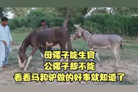 母骡子能生育，公骡子却不能？看看马和驴做的好事就知道了视频封面