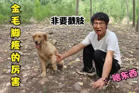 金毛无缘无故脚疼的不能着地了，大喊着非要截肢，可把小伙急坏了视频封面