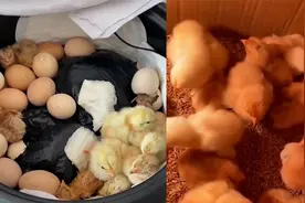 湖北一女子用电饭锅孵出一锅小鸡，孵化专家：需满足这几个条件视频封面