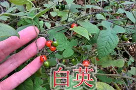 白英的果又叫“鬼目”，植物别称“明目草”，很多人遇见不认识
