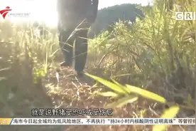 肇庆广宁：本地老猎人“出山” 控制野猪数量视频封面