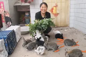 迷你小兔子大集合，喂点美味红萝卜和树叶，边吃边玩，太可爱了视频封面
