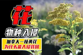 加拿大一枝黄花入侵多地，我们能用吃来解决问题吗？视频封面