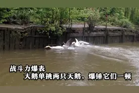 宁被狗咬，不让鹅拧！一只大鹅爆锤两只天鹅，战斗力爆表视频封面
