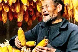 农民口口相传的老经验，种枸杞被编成了顺口溜，没听过的过来看视频封面