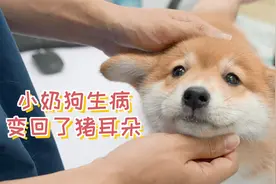 小奶狗生病了，立耳变回了猪耳朵视频封面