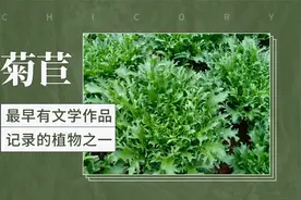 菊苣——最早有文学作品记录的植物之一视频封面