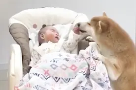 狗狗看到小主人哭泣，不料下一秒直接上嘴了，一定忍住别笑