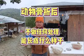 动物骨折后没有治疗能不能长好，牺牲一只鸡给大家展示视频封面