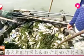 “放生”变“杀生”！玄武湖出现大量死鱼，每天能打捞四五百斤视频封面