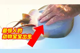6种最惊人的动物宝宝出生，蜗牛从脖子下蛋？视频封面