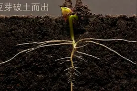 用摄影记录豆芽近一个月的生命成长历程，生命与艺术之美