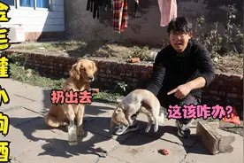 金毛为好玩居然给小狗灌酒，小亮发现后气坏了，该怎么给它解酒？视频封面