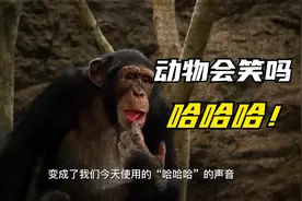 动物会笑吗？专家：真相研究让你想不到，哈哈哈！！