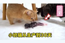 小奶猫从生产到30天记录，乖巧可爱惹人爱，简直太萌了