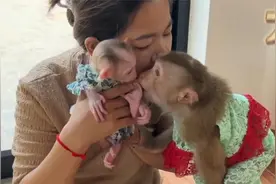 越南富婆把猴子当娃养，猴子喝奶的样子太萌了，大猴子还能带妹妹视频封面