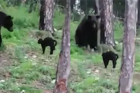 俄罗斯猫熊狭路相逢：猫咪弓起背部岿然不动 熊吓得后退“弹起”视频封面