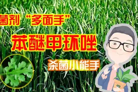 苯醚甲环唑：畅销20余年的杀菌剂，我很忙，能防治的病害实在太多