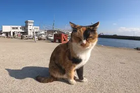 渔港边的流浪猫，向钓鱼者讨鱼吃，哀求叫声把人萌化视频封面