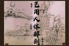 艺用人体解剖-脚背和脚底（附各骨骼名称）视频封面
