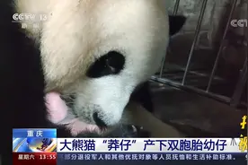 萌化了！重庆动物园：大熊猫“莽仔”产下双胞胎幼仔视频封面