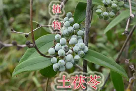 挂满果实的“土茯苓”，地下块茎用途了解吗？认识一下长什么样视频封面