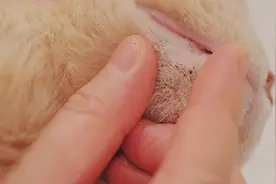 你知道如何去除猫咪的黑下巴吗？来看看清理方法！视频封面