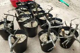 火棘新玩法！婷丫头教你如何扦插，一棵变几十棵火棘视频封面