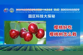 樱桃好吃，樱桃树怎么栽？