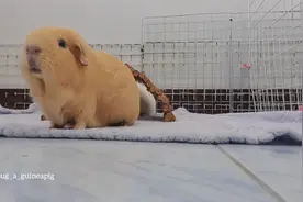 小荷兰猪跟着音乐跳Popping，完美踩点超级可爱