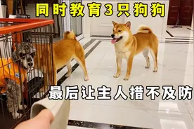 男主人在家同时教育三只狗狗，最后的动作让主人也猝不及防视频封面
