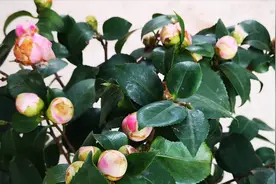 淘米水里加点它，就是强力磷钾肥，茶花喝了，花苞暴增视频封面