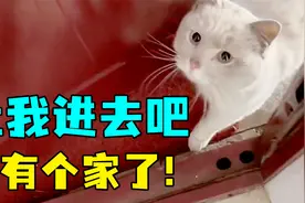 喂了半个月的流浪猫想闯进屋被女子拦下，最终逆袭成功打开那扇门视频封面