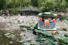 游客夏日雨后泛舟大明湖 误入藕花深处惊起一湖鱼出水翻浪视频封面