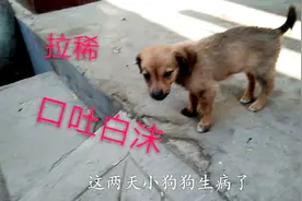 我的小狗狗生病了，拉稀、口吐白沫，该怎么办？网友拿个主意吧