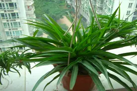 养了10多年吊兰才知道，家中这2个位置不能放，不是迷信，快看看视频封面