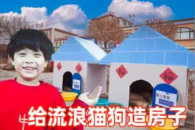 我和儿子耗时7天！用废旧木板给流浪猫狗制造了两个温暖小窝！视频封面