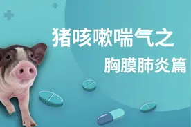 猪反复咳喘，有时还发红发紫，如果有4个症状，就是胸膜肺炎了视频封面