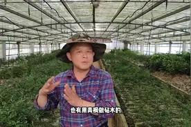 红枫嫁接砧木如何选择，鸡爪槭和青枫各有不同，老杨讲解其中区别视频封面