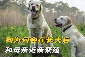 狗为何会在长大后，和母亲近亲繁殖，这样做的后果有多可怕？视频封面