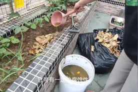 种菜土壤不肥沃，合理利用废弃物，零成本土越来越多也越疏松透气视频封面