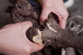 上山抓几十只葛根虫，拿来用油一炸，下酒一绝