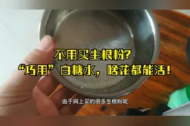 不用买生根粉？“巧用”白糖水，啥花都能活！视频封面