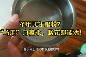 不用买生根粉？“巧用”白糖水，啥花都能活！视频封面
