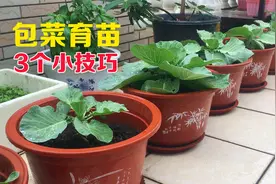 包菜小苗长得好，3个小技巧，一次就能100%成功，方法真棒