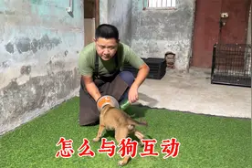 狗狗精力没地方释放，拆家怎么办？训犬师教你怎么在室内陪狗玩耍视频封面