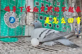 鸽子下蛋后为什么突然就站不起来了？原因很简单防治也不麻烦