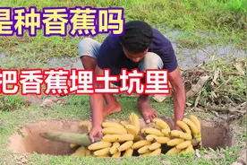 国外小伙把香蕉埋到田野土坑里，两天后再来挖，香蕉让人直流口水视频封面