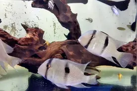 钻石藩王摄食红虫，也是很疯狂的，非常喜欢吃